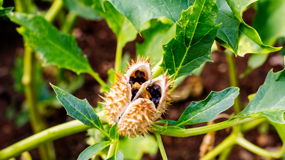 Plod durmanu (Datura)