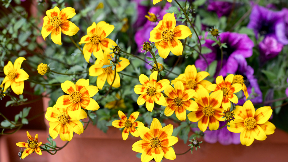 Žluté květy dvouzubce