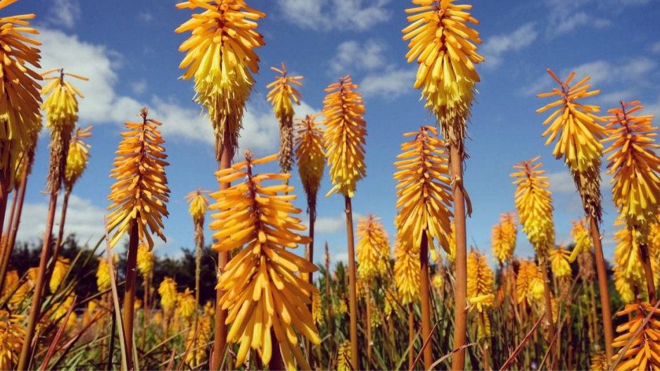 Mnohokvět (Kniphofia uvaria) ’Mango Popsicle’