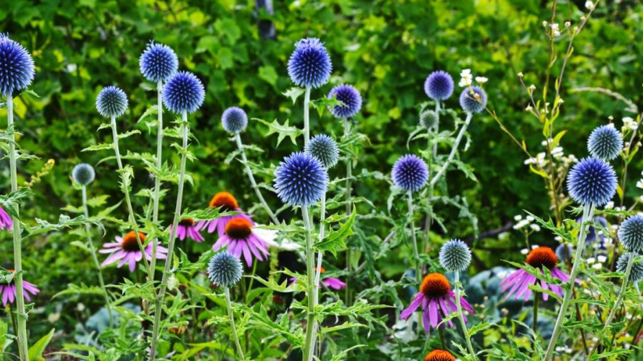 Bělotrn modrý (Echinops ritro)