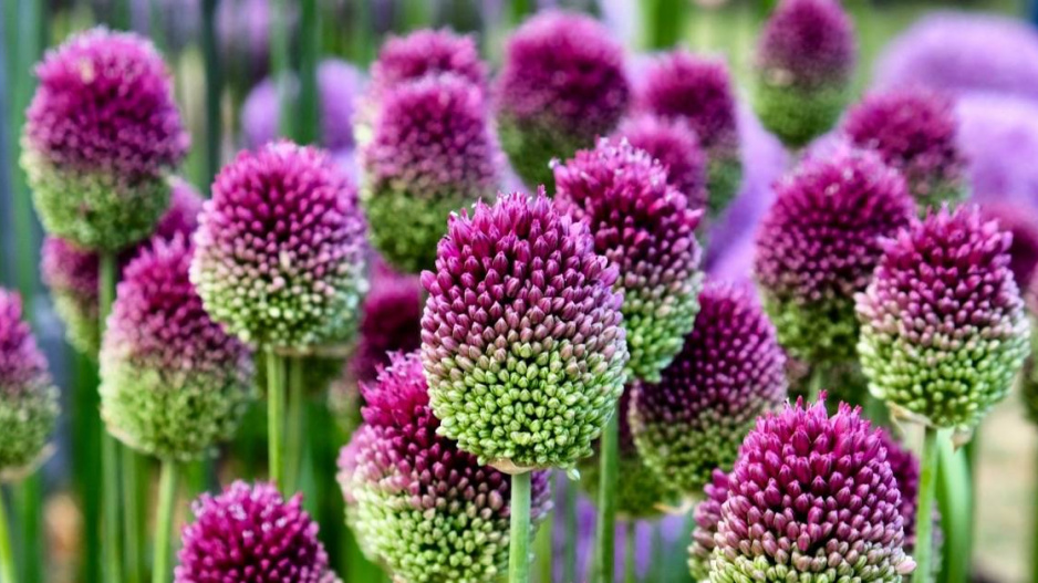 Česnek kulatohlavý (Allium sphaerocephalon)