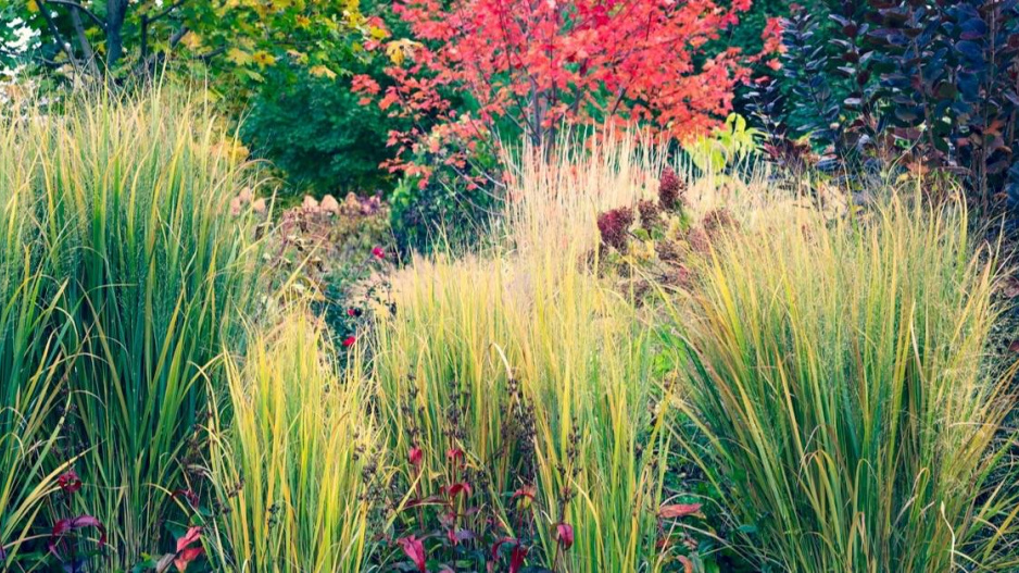 Proso prutnaté (Panicum virgatum) ’Northwind’