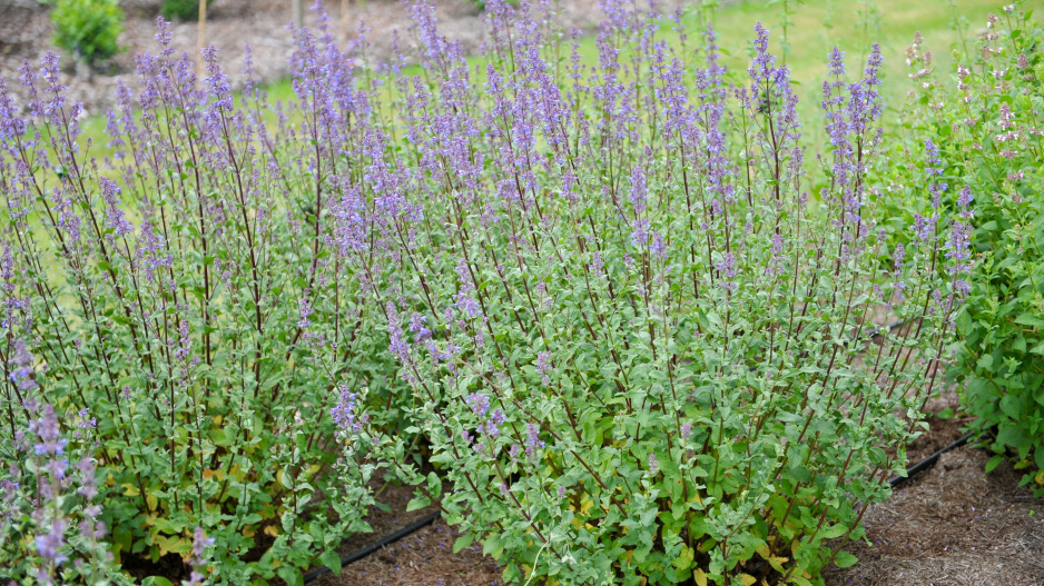 Šanta velkokvětá (Nepeta grandiflora)