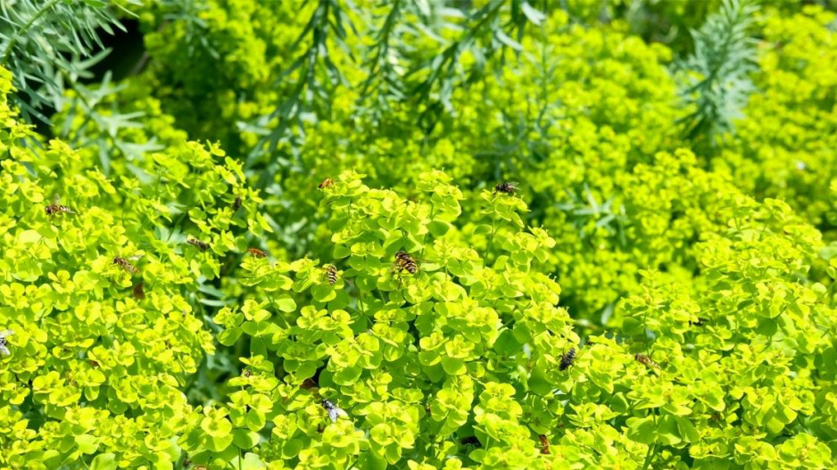 Pryšec sivý (Euphorbia seguieriana ssp. niciciana)