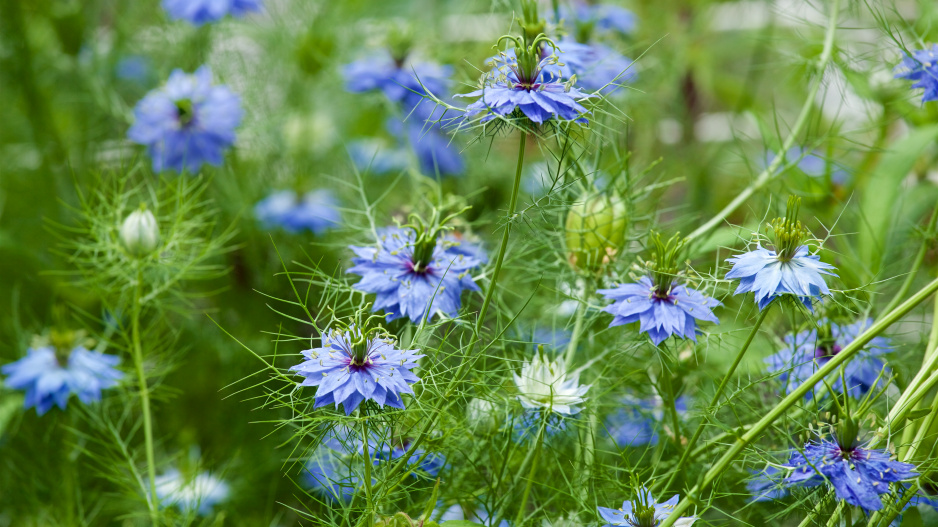 ČERNUCHA DAMAŠSKÁ (Nigella damascena)