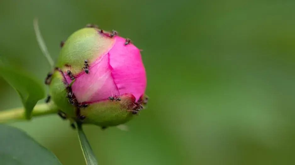 Užitečný hmyz na zahradě