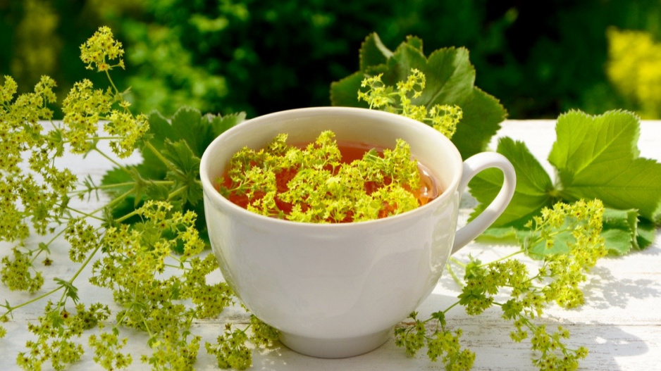 Kontryhel ostrolaločný (Alchemilla vulgaris)