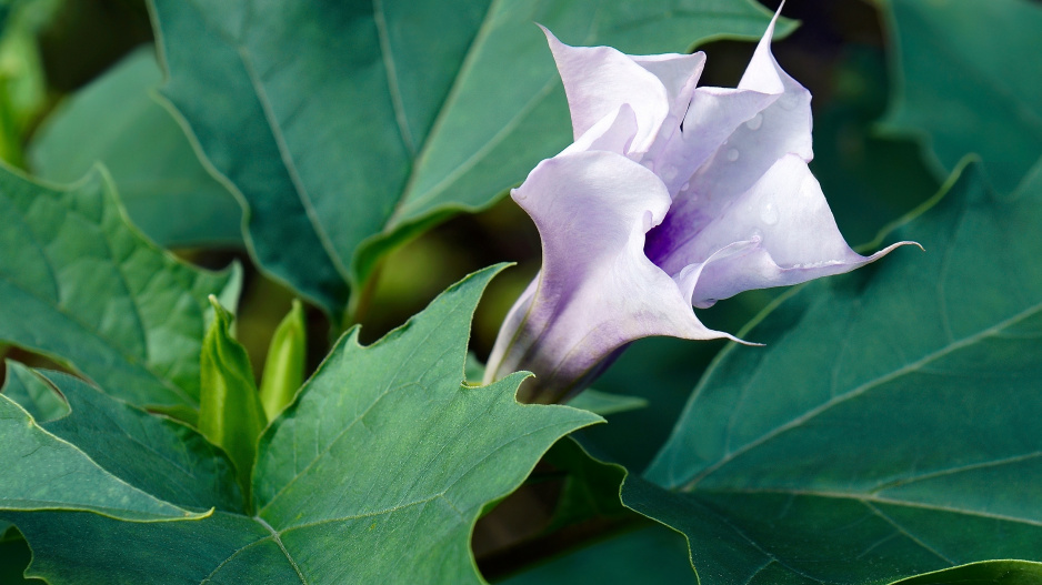 Květ durmanu (Datura)