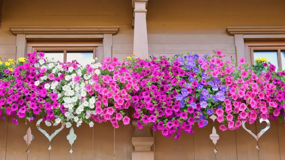 Překrásný balkon plný květů surfinií
