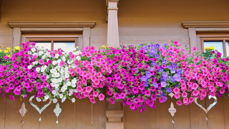 Překrásný balkon plný květů surfinií