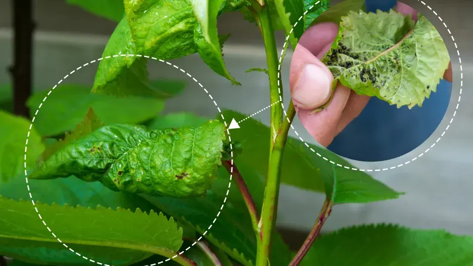 Jak se úplně vyhnout výskytu mšic? Pomohou domácí postřiky a další vychytávky