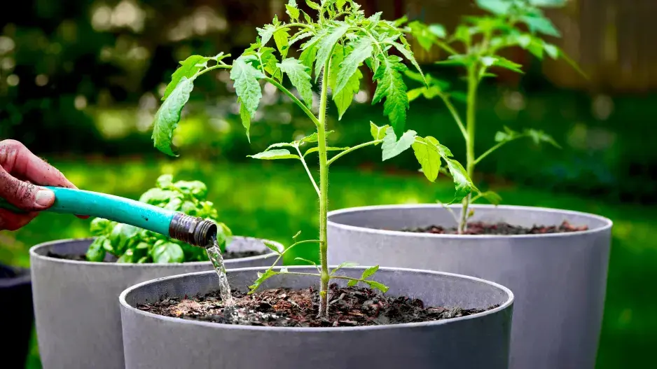 Zálivka rajčat v nádobách