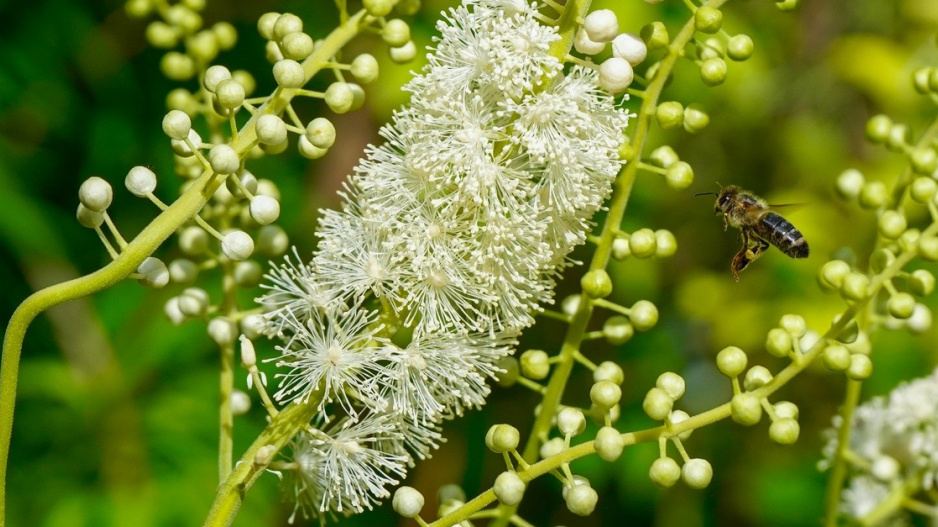 Ploštičník hroznatý (Actaea racemosa) s bílými květy