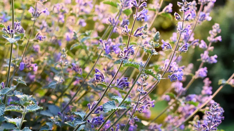 Šanta kočičí (Nepeta cataria)
