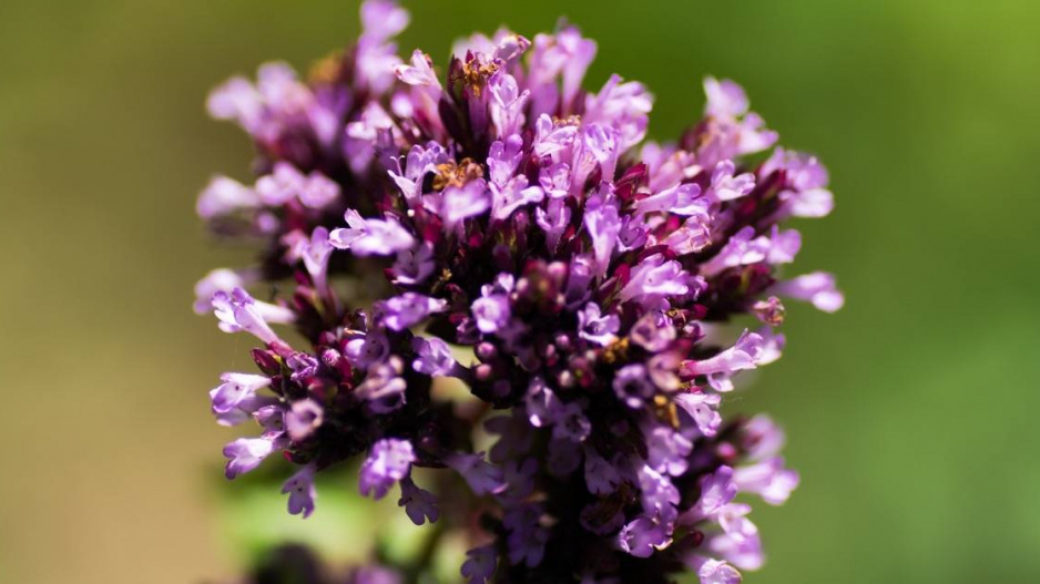 Dobromysl (Origanum) ’Herrenhausen’