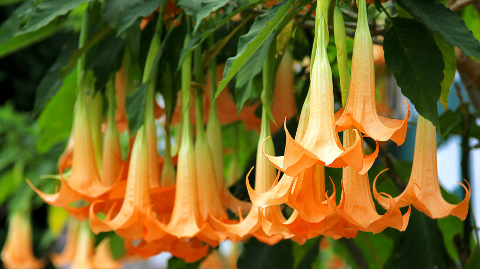 Květy durmanovce (Brugmansia)