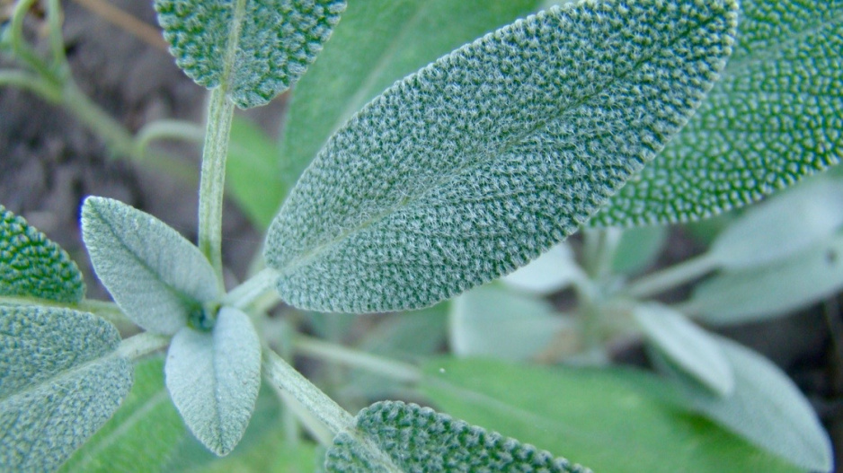 Šalvěj lékařská (Salvia officinalis) - listy