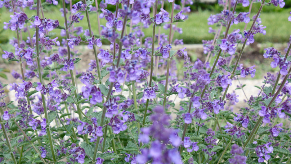 Šanta kočičí (Nepeta cataria)