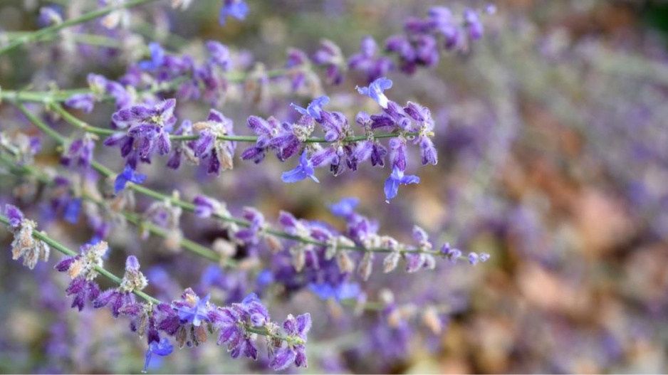 Perovskie lebedolistá (Perovskia atriplicifolia) ’Little Spire’