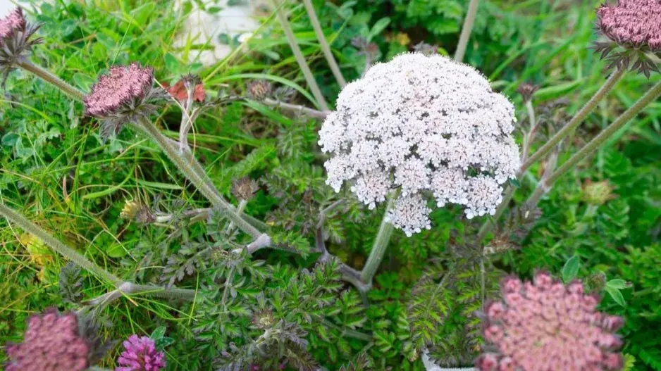 Děhel dahurský (Angelica dahurica)