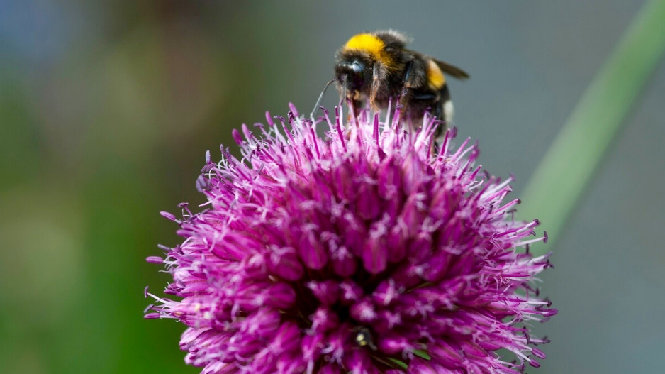 Česnek kulatohlavý (Allium sphaerocephalon)