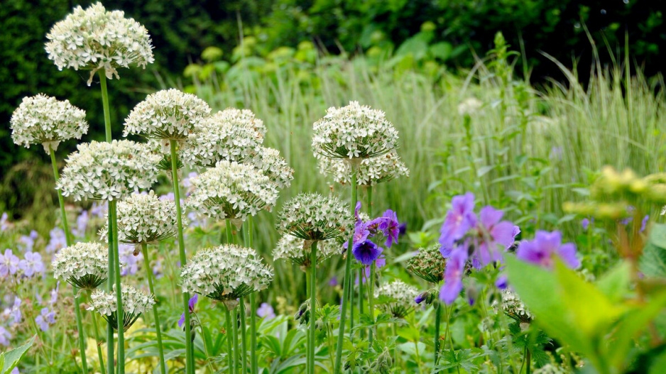 Česnek černý (Allium nigrum)