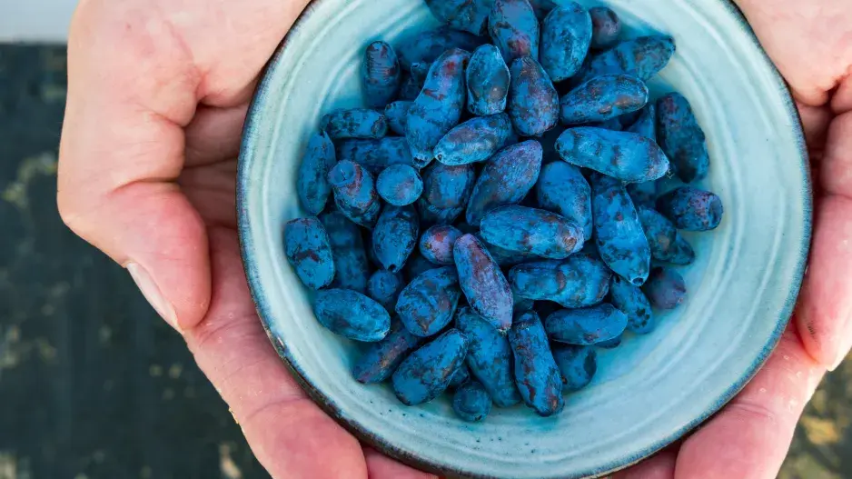 Plody zimolezu kamčatského