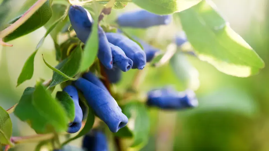 Plody zimolezu kamčatského