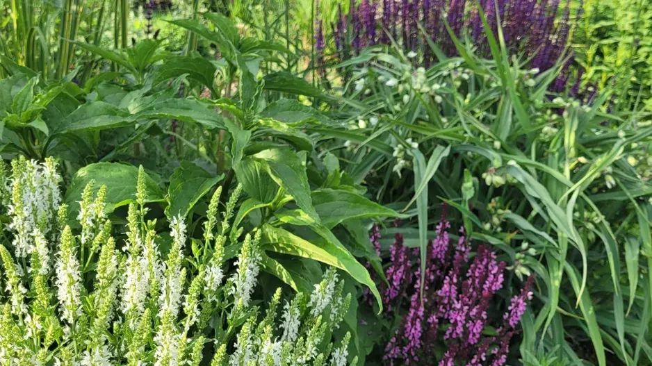 Trvalky v zahradě Trvalkový záhon