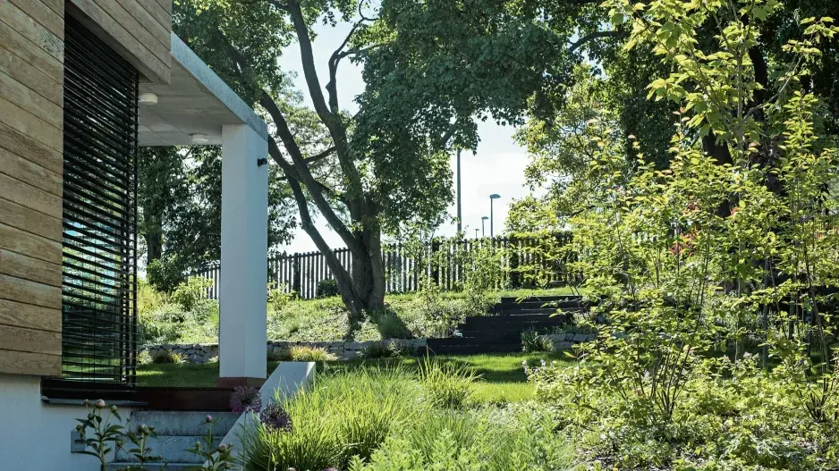 Divočejší výsadba Divočejší výsadba