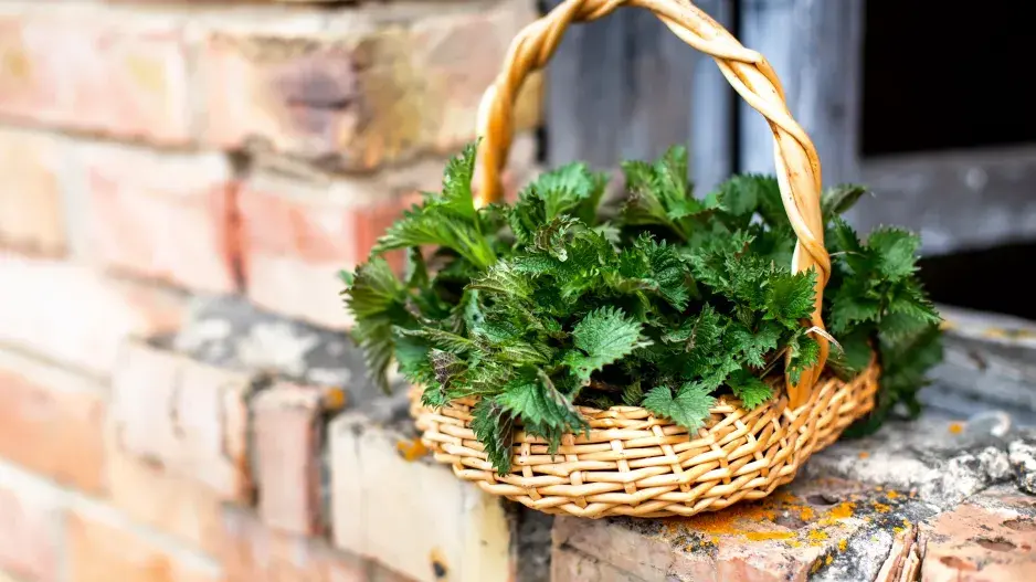 Košík s natrhanými kopřivami