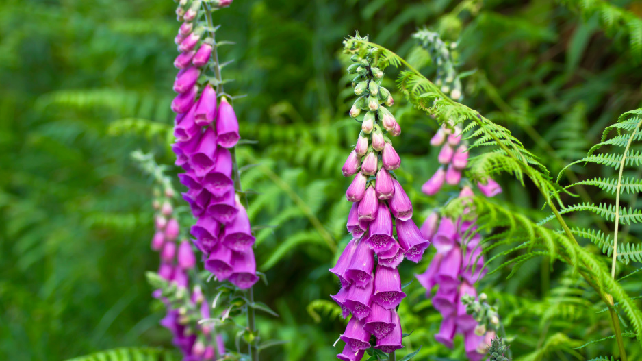 Náprstník purpurový (Digitalis purpurea)