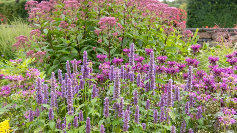 Trvalkový záhon Trvalkový záhon