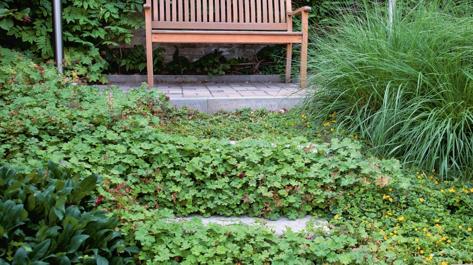 Živý plot, lavička a půdopokryvné rostliny