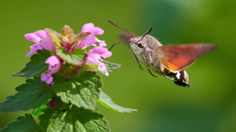 Dlouhozobka svízelová na květu hluchavky