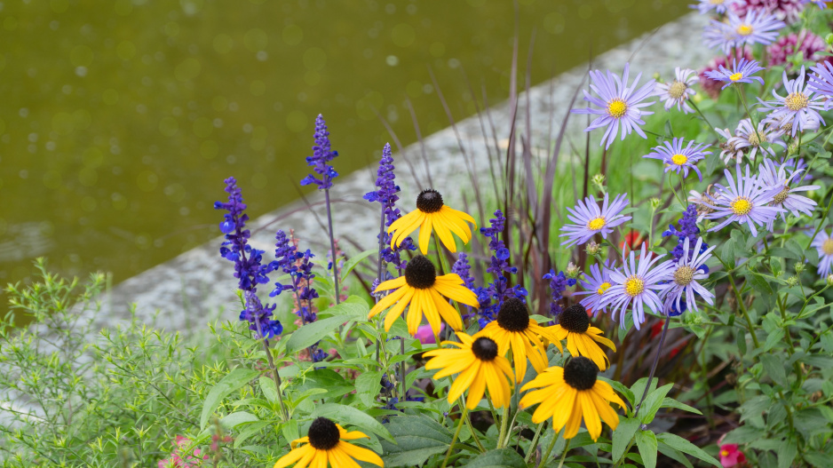 Rudbeckia a šalvěj