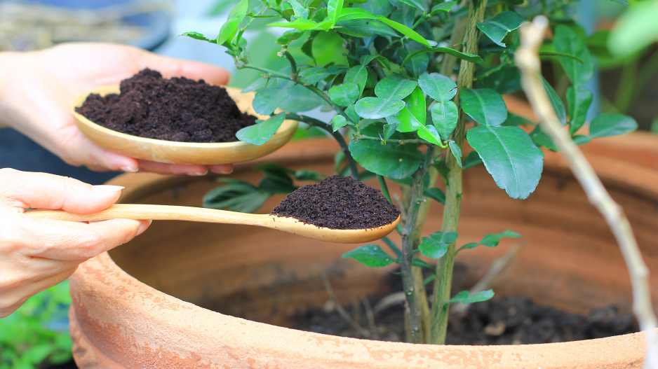 Logr, čaj a popel: přírodní hnojiva našich babiček