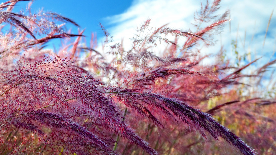 Okrasná tráva Muhlenbergia capillaris