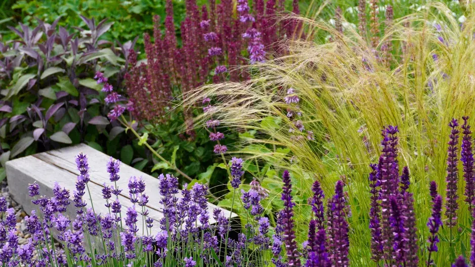 Kavyl péřovitý (Nassella tenuissima) v trvalkovém záhonu