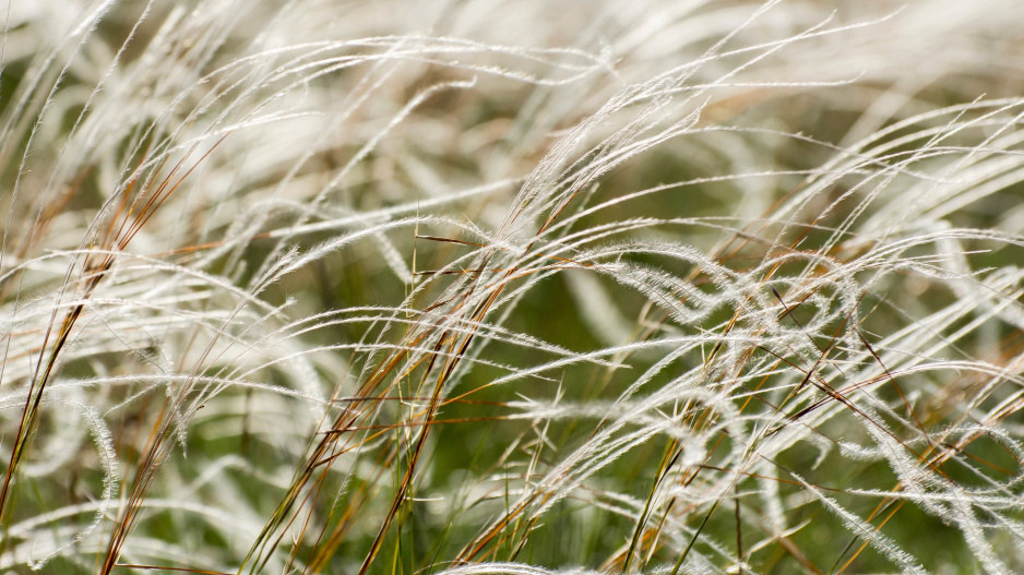 Kavyl Ivanův (Stipa pennata)