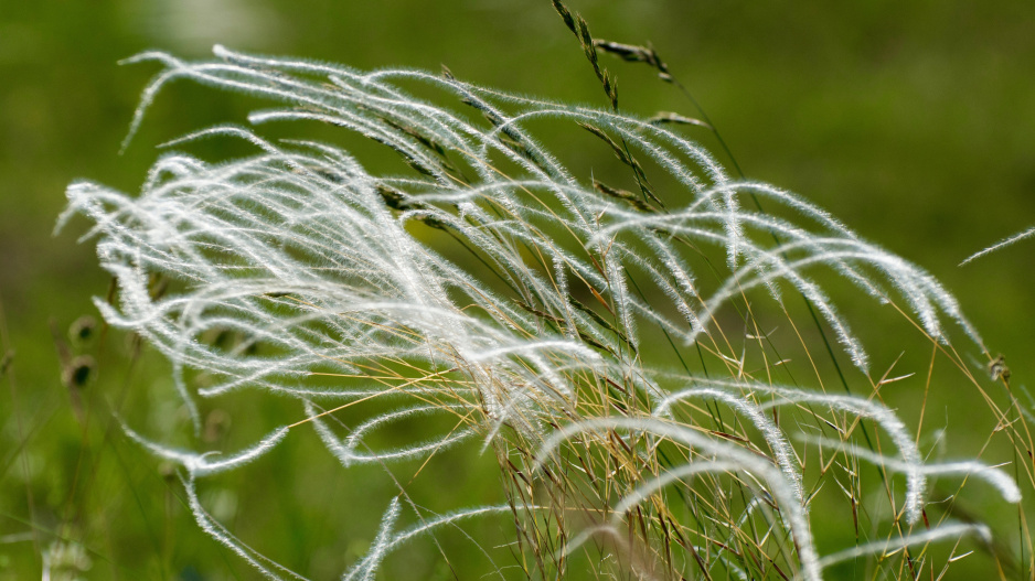 Kavyl vláskovitý (Stipa capillata)