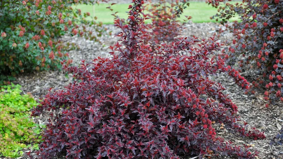 Tavola odrůdy ’All Black’ Tavola odrůdy ’All Black’