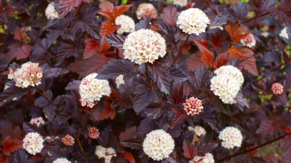 Tavola kalinolistá ’Diabolo’ Tavola kalinolistá ’Diabolo’