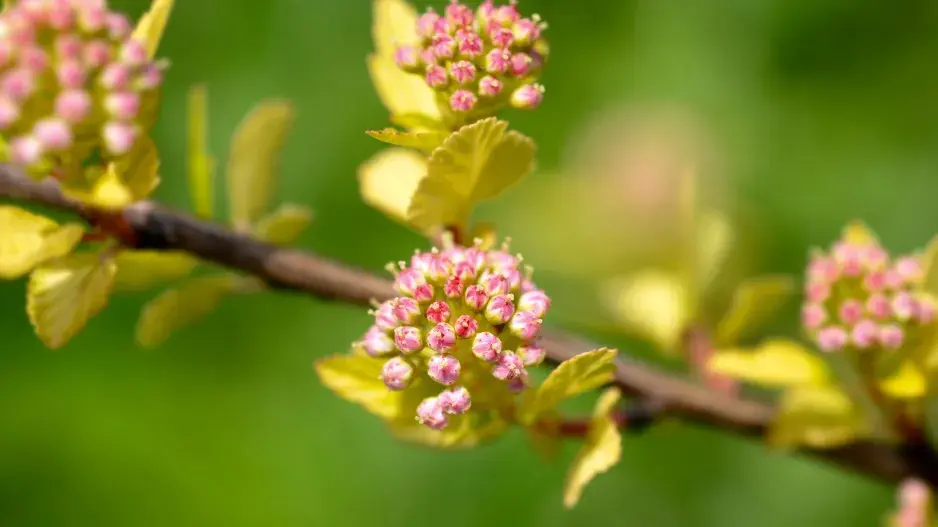 Kultivar tavoly kalinolisté ’Tiny Wine’ Kultivar tavoly kalinolisté ’Tiny Wine’
