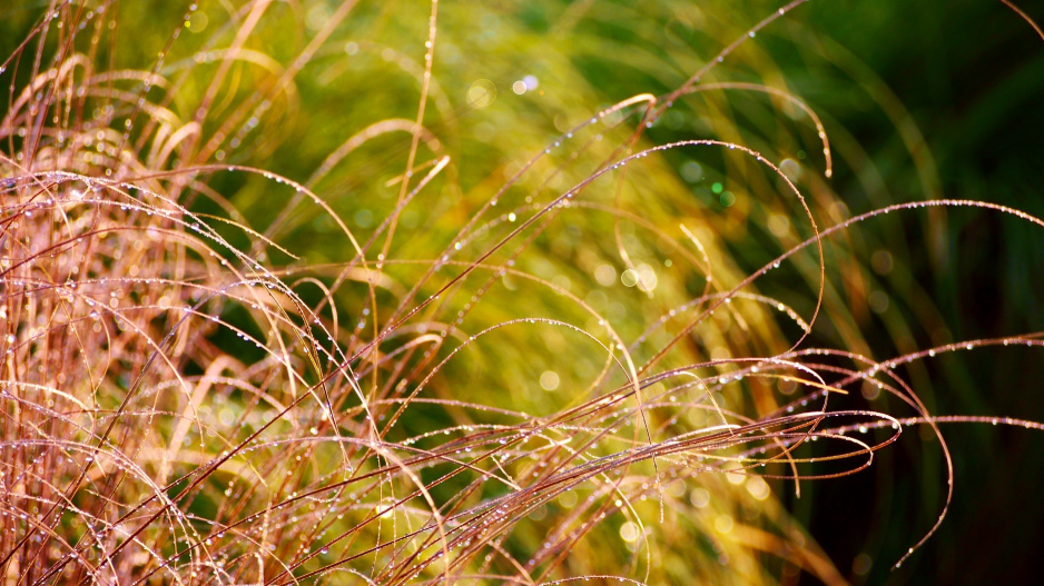 Ostřice chocholatá (Carex comans)