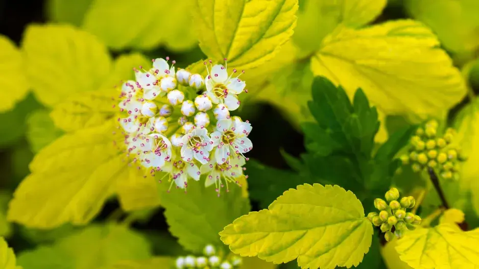 Tavola kalinolistá ’Dart’s Gold’ Tavola kalinolistá ’Dart’s Gold’