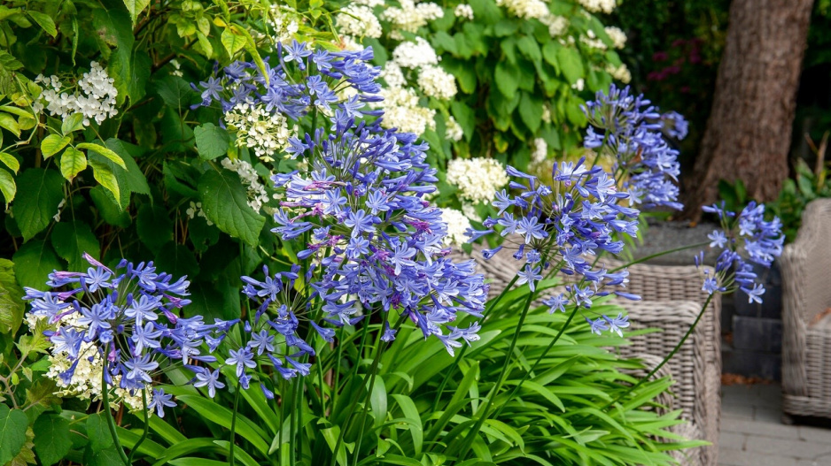 Modré květy kalokvětu