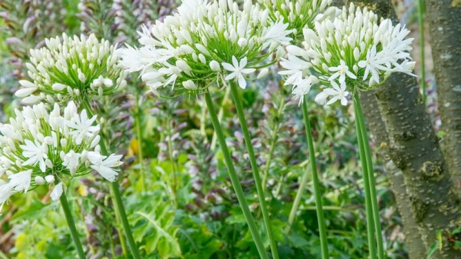 Bíle kvetoucí kalokvět