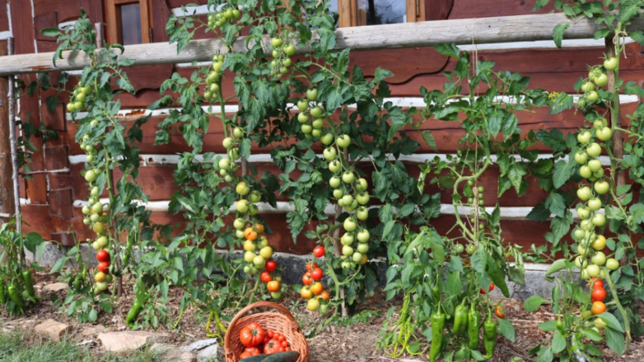 Tyčková rajčata u domu