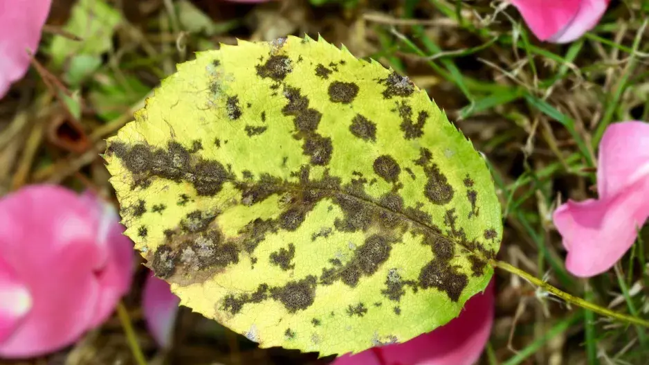 Černá skvrnitost na listu růže